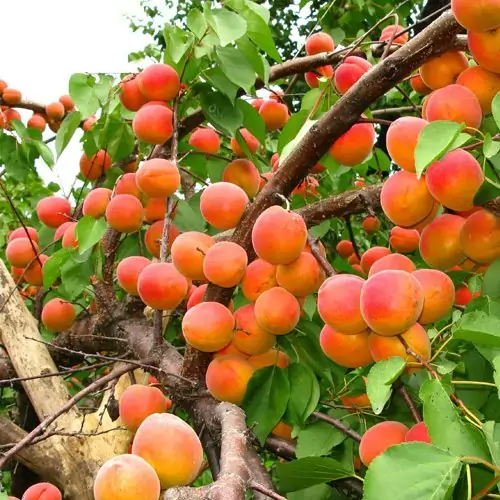 نهال زردآلو قیسی چند ساله روبار 