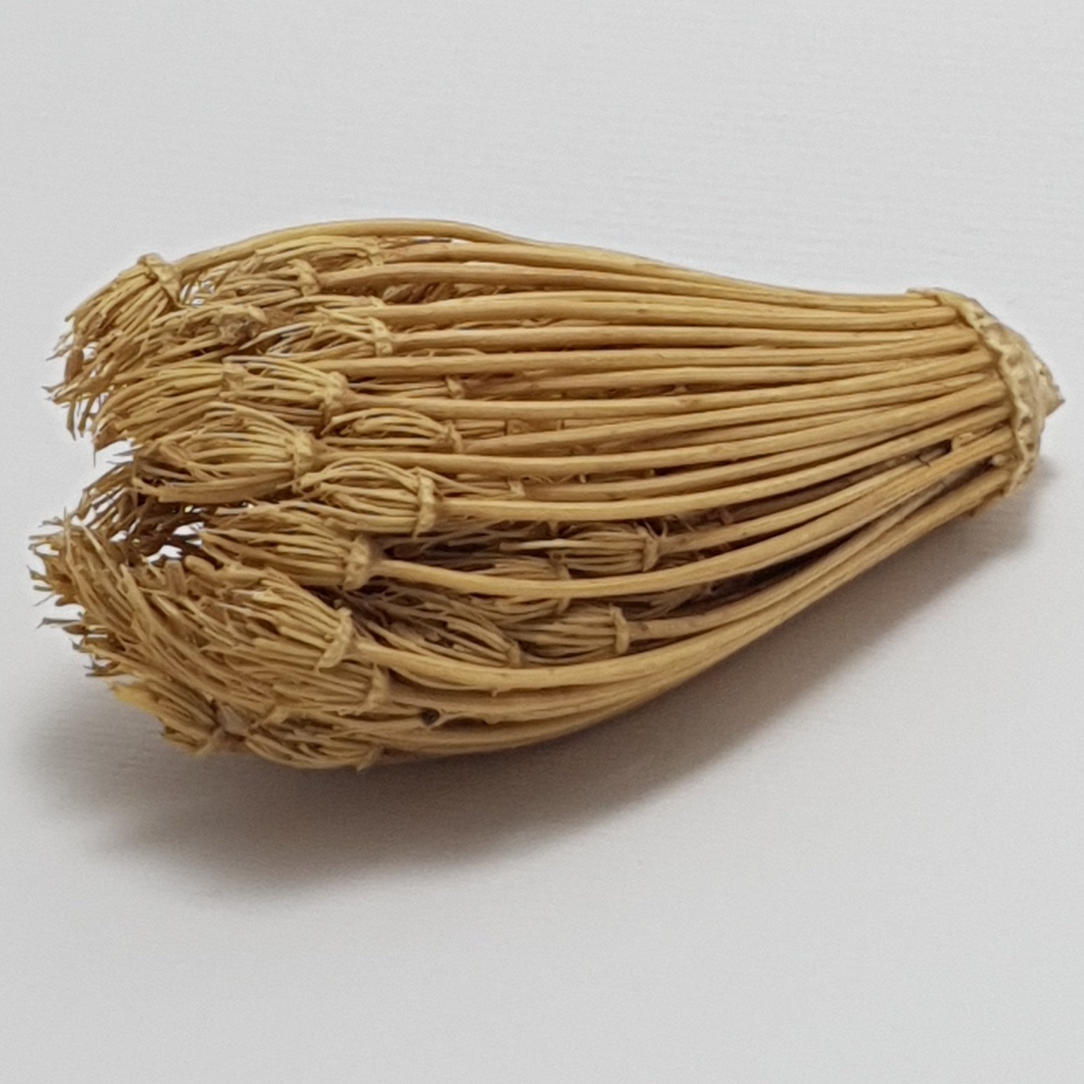 خلال دندان گیاهی