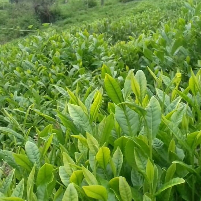 چای سبز کله مورچه ای(نیم کیلو)
