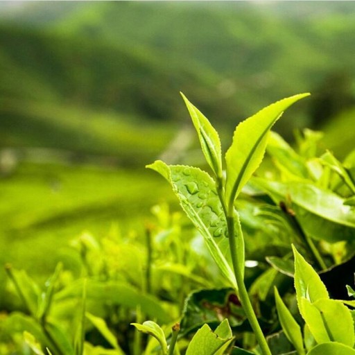 چای سرگل بهاره 1401 (2کیلو)