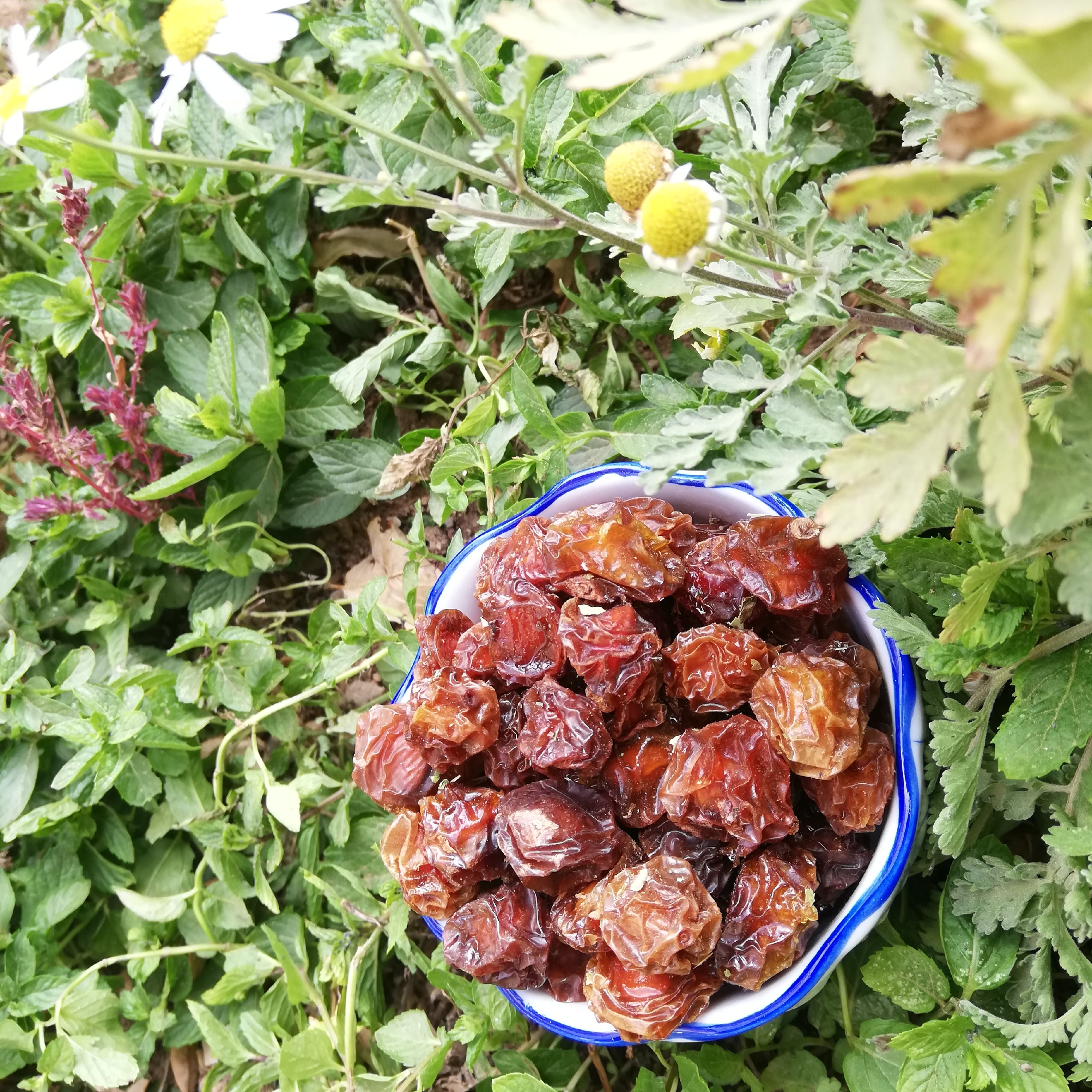 آلوچه خورشتی اعلا (2 کیلویی)(ارسال رایگان)
