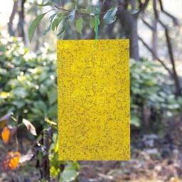 چسب زرد حشرات، بسته 25 عددی (کارت زرد جلب کننده حشرات، کارت جذب کننده حشرات، چسب حشره کش، تله چسبی آفات)