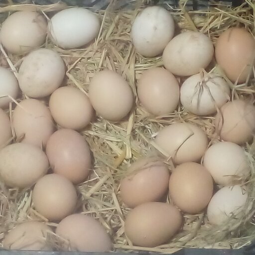 تخم مرغ محلی گیلان ارگانیک و سالم حداقل سفارش 60عددی