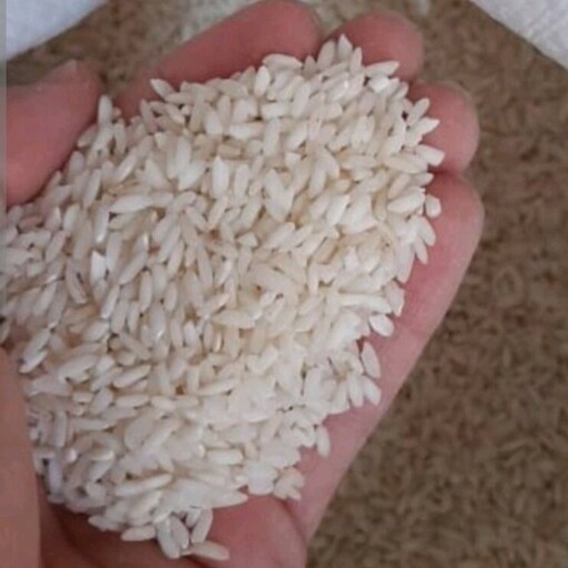 برنج چمپا درجه یک سفید و امساله (10کیلویی) ارسال رایگان عطر بی نظیر فوغلعاده