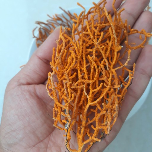 مرجان دریایی ویکتوریا رنگ نارنجی پک 3 عددی سایز 10 الی 14 سانت