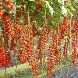 بذر گوجهٔ مینیاتوری خوشه ای قرمز 