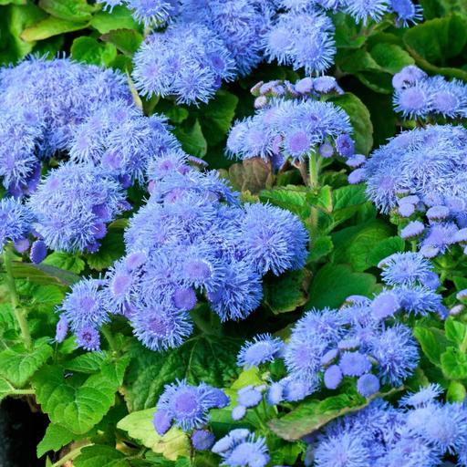 بذر گیاه گل ابری آبی - Ageratum Blue