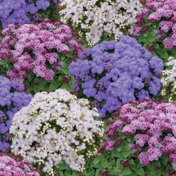 بذر گیاه گل ابری الوان یا میکس - Ageratum Mix