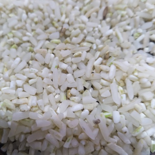برنج نیمدانه طارم هاشمی معطر 10 کیلویی مرداد 1402