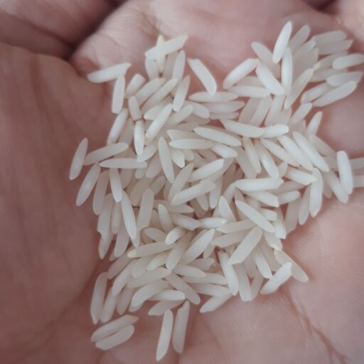 برنج فریدونکنار شیرودی خوش پخت (10کیلویی ) بدون ارسال رایگان