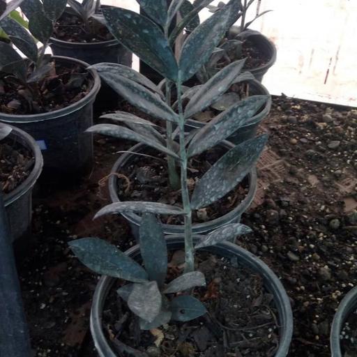 گیاه زاموفیلیا بلک دو الی سه شاخه سایز متوسط هزینه ی ارسال به عهده ی مشتری عزیز