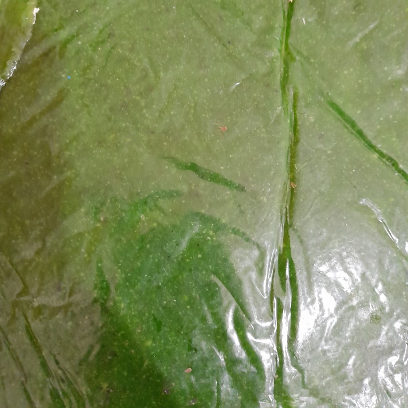 لواشک کیوی (5000گرمی)