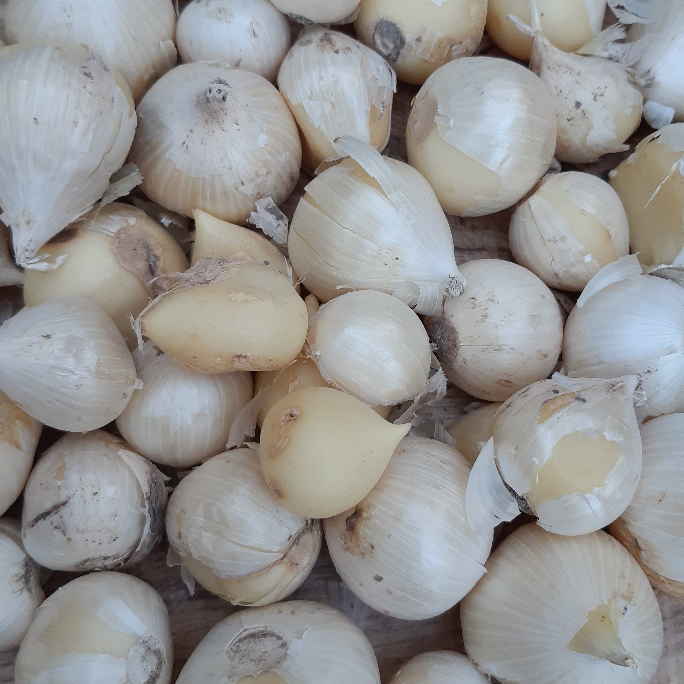 موسیراسلایس شده 25گرم چاشنی خاتون