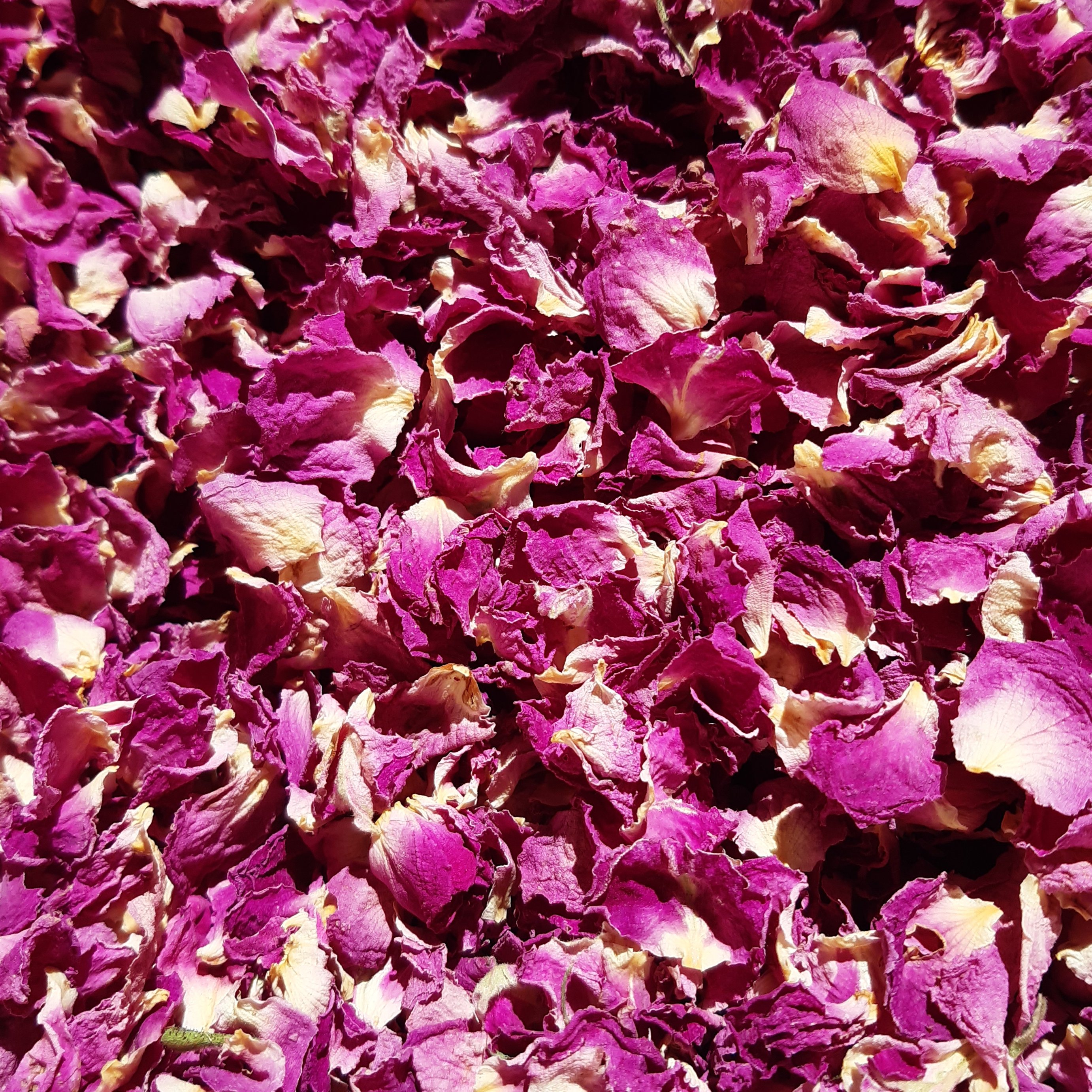 گل محمدی خشک اعلا (پرگل محمدی) 25گرم چاشنی خاتون