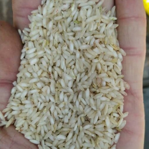 برنج محلی چمپا ( کیسه 10 کیلویی فروش به صورت عمده )
