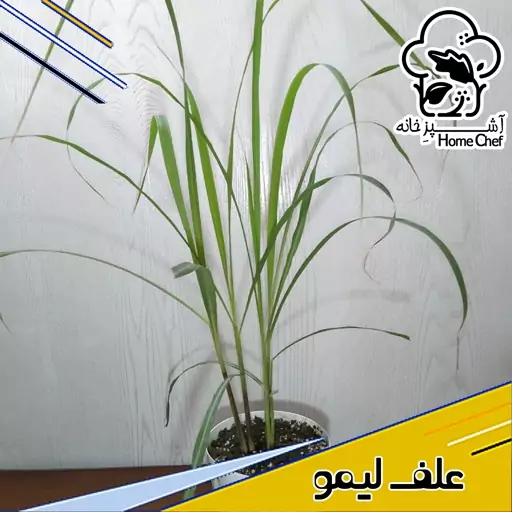 گیاه تازه علف لیمو