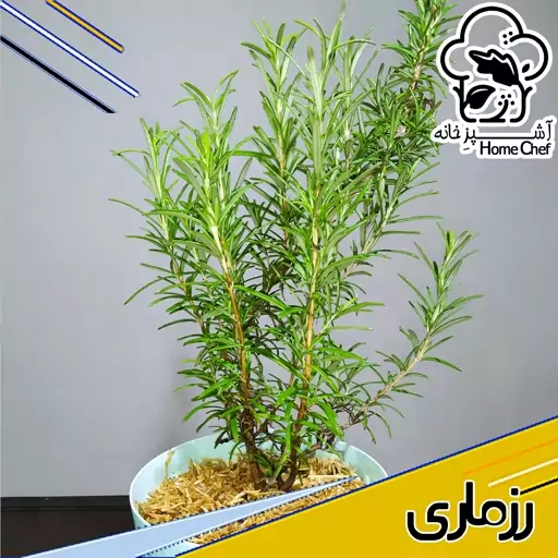 گیاه تازه رزماری