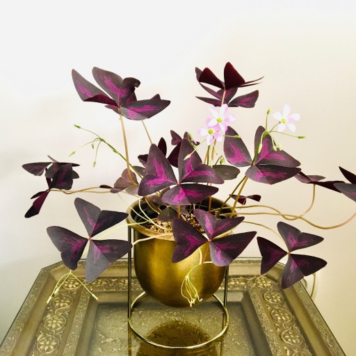 گلدان استیل طلایی رنگ اگزالیس