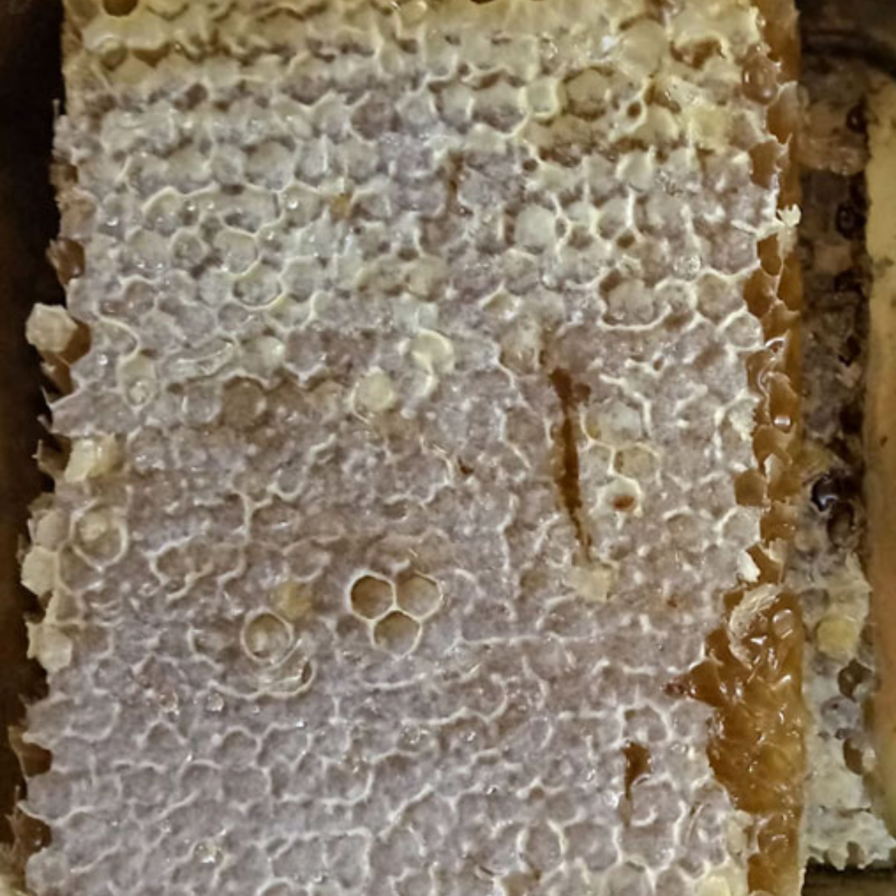 عسل طبیعی با ساکارز (1.5 درصد) بهاره دامنه های خلخال استان اردبیل (750 گرمی)