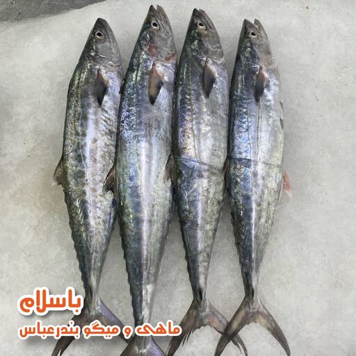 ماهی شیر سایز متوسط تازه و صید روز  بندرعباس ( 1 کیلو گرم ) 
