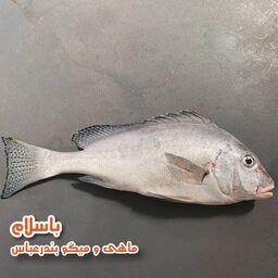 ماهی خنو تازه و صید روز بندرعباس (1 کیلوگرم) 