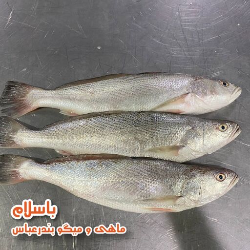 ماهی شوریده درجه 1 جنوب سایز بزرگ  تازه و صید روز (1 کیلوگرم)