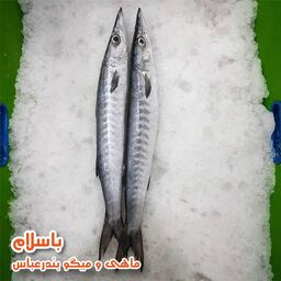 ماهی کوتر دم سیاه یا شیر نیزه ایی تازه و صید روز بندرعباس (1 کیلوگرم)