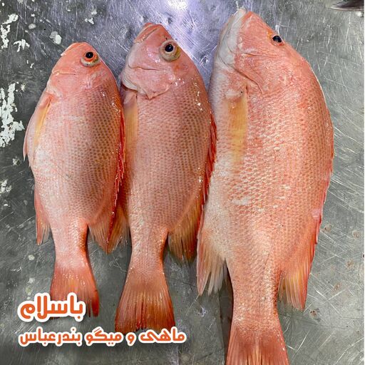  ماهی سرخو چمن تازه و صید روز بندرعباس ( 1 کیلو گرم ) 