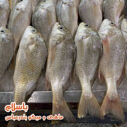  ماهی سنگسر اصل تازه و صید روز بندرعباس (1کیلوگرم)