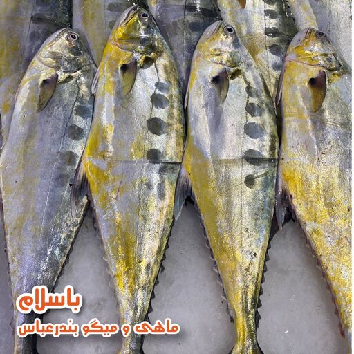 ماهی سارم یا مقوا سلیمانی تازه و صید روز بندرعباس (1 کیلوگرم)