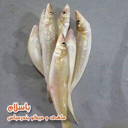 ماهی شوورت یا حواسیم تازه و صید روز (1 کیلوگرم)