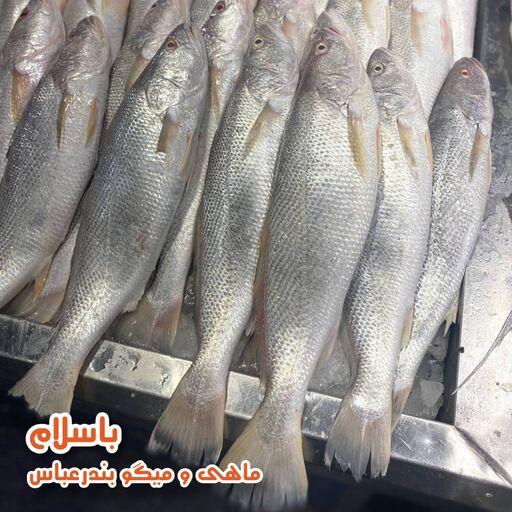 ماهی شوریده درجه 1 جنوب سایز متوسط دو عدد 1 کیلو   تازه و صید روز  ( 1 کیلوگرم )