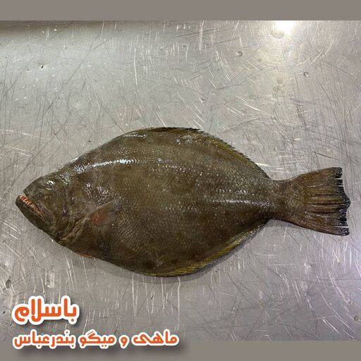 ماهی کفشک  تازه و صید روز بندرعباس ( 1 کیلو گرم )