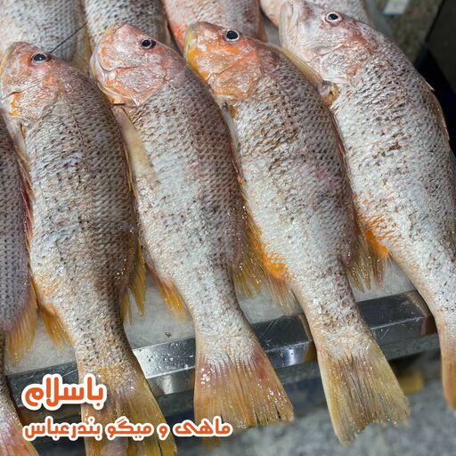  ماهی سرخو محلی  تازه و صید روز بندرعباس  (1 کیلوگرم )