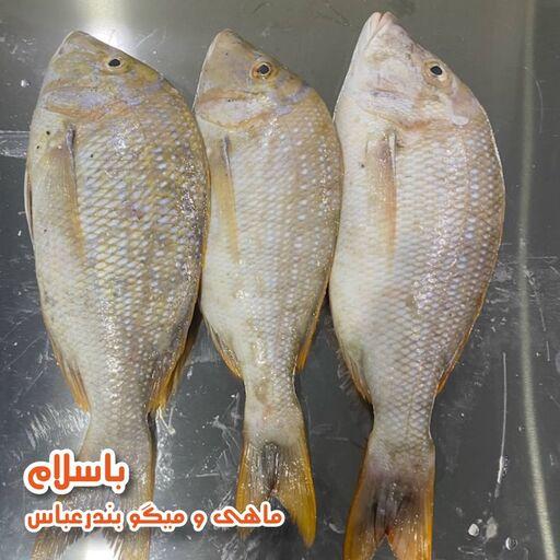 ماهی شعری  تازه و صید روز بندرعباس (1 کیلوگرم)