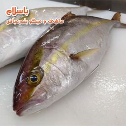  شاه ماهی جنوب ( ماهی هما ) تازه و صید روز بندرعباس ( 1 کیلو گرم )