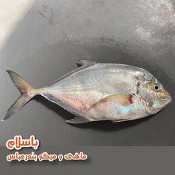 ماهی مقوا سفید اصلی  تازه و صید روز  بندرعباس (1 کیلوگرم)