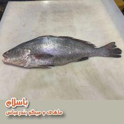 ماهی میش  تازه و صید روز  بندرعباس (1 کیلوگرم)