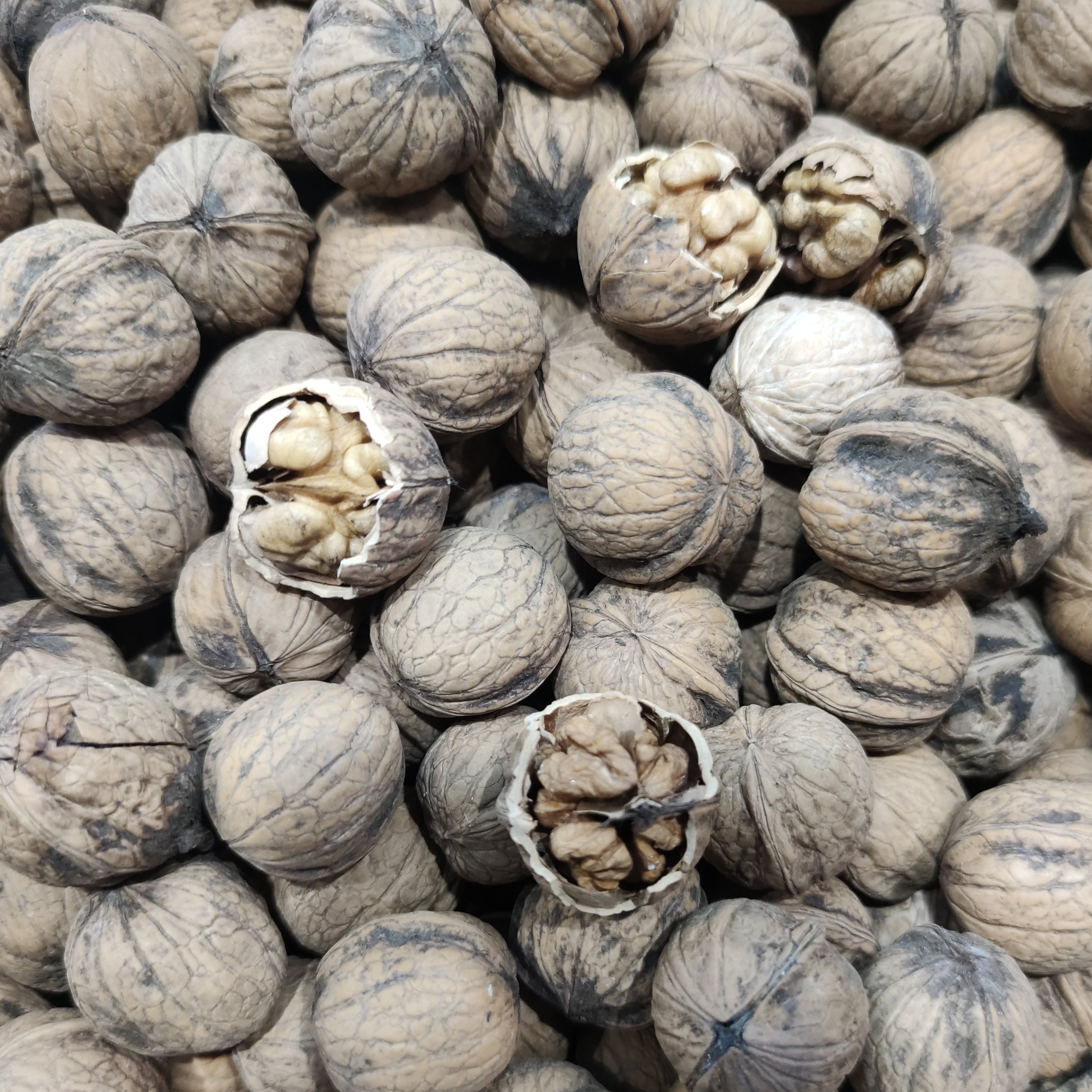 گردو پوست کاغذی درجه یک بجنورد (یک کیلویی)
