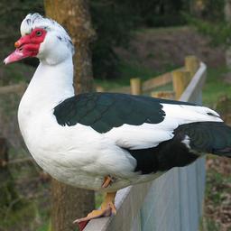 گوشت اردک اسرائیلی 