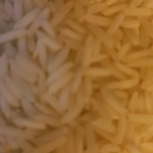 برنج شیرودی ایرانی 