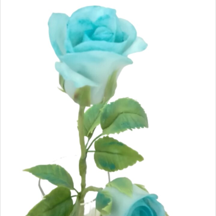 گل رز آبی خمیری همراه با غنچه نیمه باز ارتفاع شاخه حدود سی سانتی متر میباشد