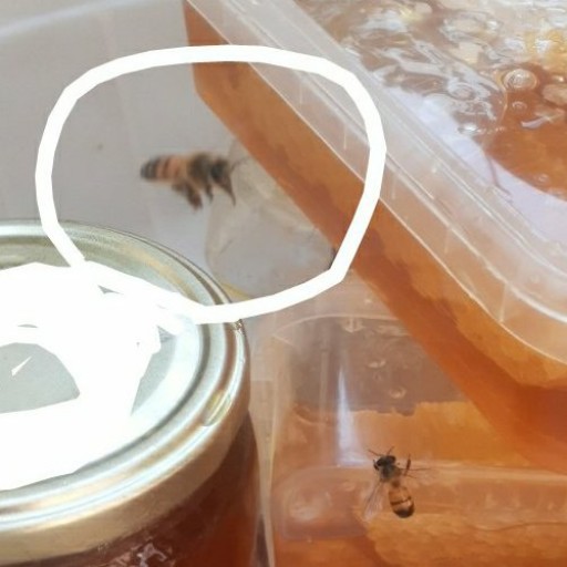 عسل  یک  کیلو 🍯 و شیره خرنوب 700 میل 🍯🍯