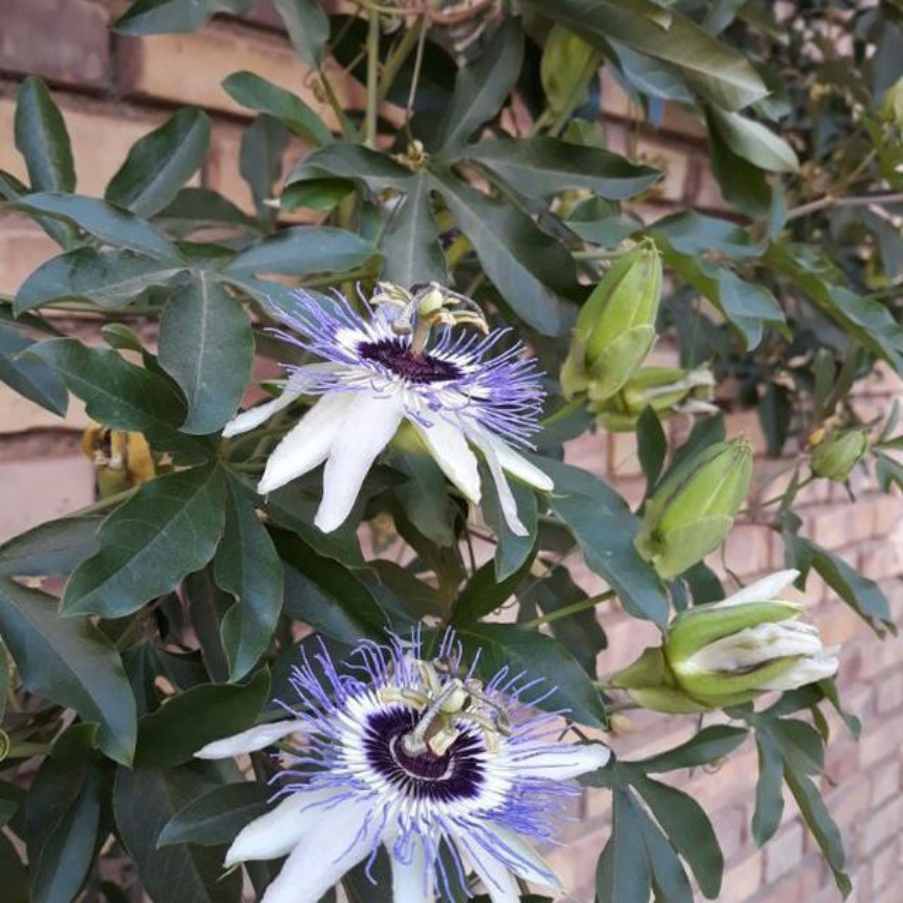 گل ساعتی رونده آبی( نهال)