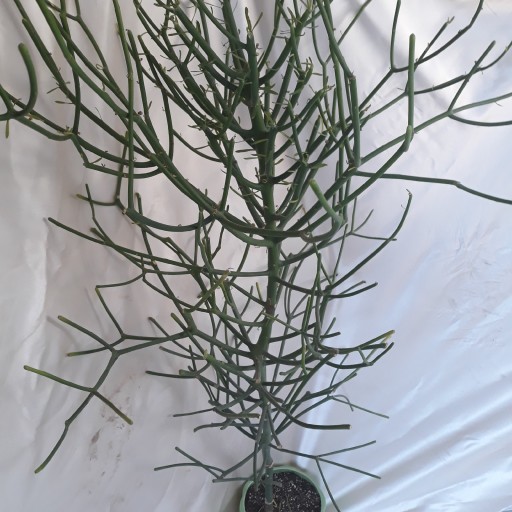 گل افوربیا تیروکالی (Euphorbia Tirucally )