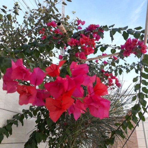 گل کاغذی با نام علمی(Bougainvinvillea) از خانواده Ngctiginaceae که در ایران طرفداران زیادی دارد گل بیرونی با رنگهای زیاد