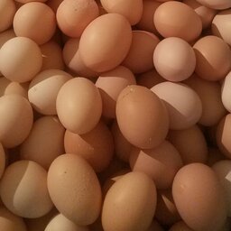 تخم مرغ محلی  و صد درصد ارگانیک بسیار لذیذ وخوش مزه 