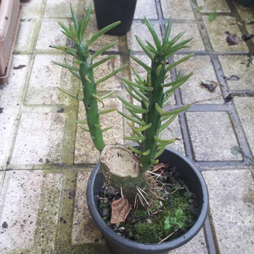 کاکتوس سیلندریکا،3شاخه جوانه زده درکنار شاخه اصلی گیاه،ارسال بااتوبوس و پس کرایه