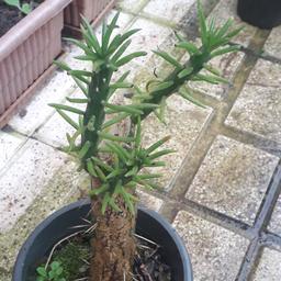 کاکتوس سیلندریکا،3شاخه جوانه زده درکنار شاخه اصلی گیاه،ارسال بااتوبوس و پس کرایه
