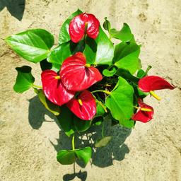 آنتوریوم مینیاتوری گیاه گلدار آپارتمانی با گل‌های قرمز یا صورتی کوچک